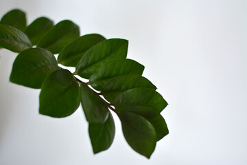 green leaves on white background