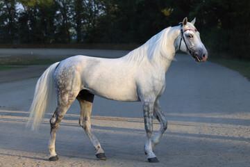 Grey Arabian horse portrain near the ranch 