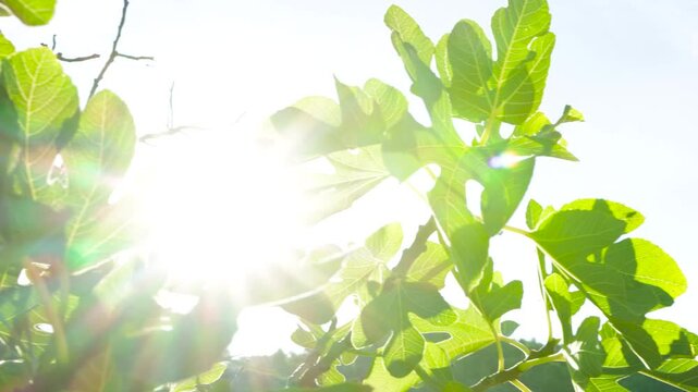 a fig tree illuminated by the sun, the leaves are a bright green, with visible details of the veins, the sun filters through the leaves, creating a glow effect, with a clear sky in the background