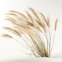 Fototapeta premium Photography of grama grass plant wheat agriculture.