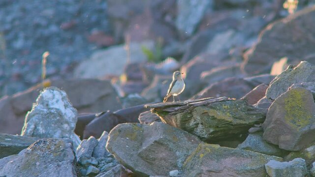 one female Wheatear (Oenanthe oenanthe) sits on a rock and looks for food for the young chicks on a sunny summer morning in G&ouml;ttingen - Lower Saxony - Germany - Europe