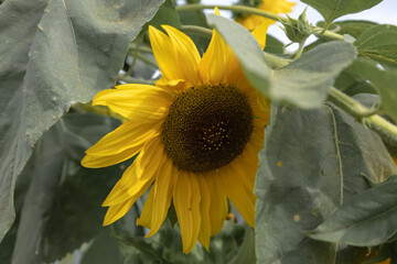 Yellow sunflower flower peeking out from among green leaves.(Helianthus annuus) 