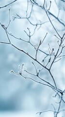 Frost-covered branches in winter, close-up view. Nature's delicate beauty concept