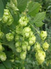 Gresh hatvest of green hop cones hanging on a branches. Raw stuff for beer production.