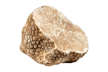 Fresh white alba truffles isolated on white background, great for culinary and gourmet themes.