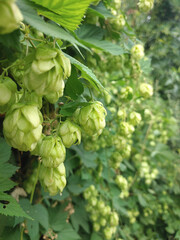 Gresh hatvest of green hop cones hanging on a branches. Raw stuff for beer production.