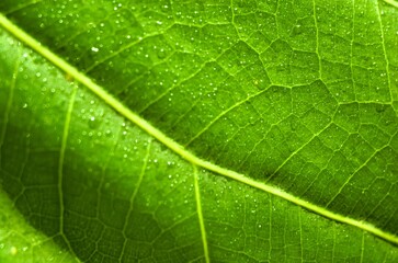 Macro Photo of Leaf Texture Ficus lyrata, commonly known as fiddle-leaf, is a species of plant in the mulberry and Moraceae families. Leaf background.