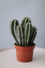 photos of cacti of many different types