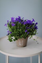 sale of wholesale flowers and plants
