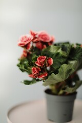 
a flower shop, a warehouse where plants are sold
