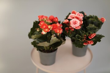 
a flower shop, a warehouse where plants are sold