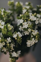 
a flower shop, a warehouse where plants are sold
