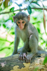 The baby wild Formosan rock macaque (Macaca cyclopis) in Shoushan (Kaohsiung). It is a macaque endemic to the island of Taiwan, Besides humans, they are the only native primates living in Taiwan.