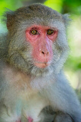 The wild Formosan rock macaque (Macaca cyclopis) in Shoushan (Kaohsiung). It is a macaque endemic to the island of Taiwan, Besides humans, they are the only native primates living in Taiwan.