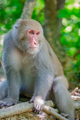 The wild Formosan rock macaque (Macaca cyclopis) in Shoushan (Kaohsiung). It is a macaque endemic to the island of Taiwan, Besides humans, they are the only native primates living in Taiwan.