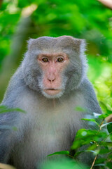 The wild Formosan rock macaque (Macaca cyclopis) in Shoushan (Kaohsiung). It is a macaque endemic to the island of Taiwan, Besides humans, they are the only native primates living in Taiwan.