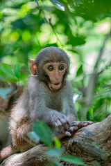 The baby wild Formosan rock macaque (Macaca cyclopis) in Shoushan (Kaohsiung). It is a macaque endemic to the island of Taiwan, Besides humans, they are the only native primates living in Taiwan.