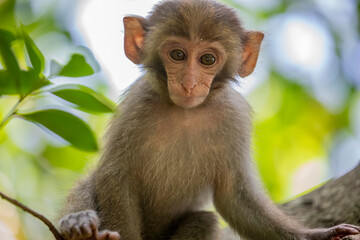 The baby wild Formosan rock macaque (Macaca cyclopis) in Shoushan (Kaohsiung). It is a macaque endemic to the island of Taiwan, Besides humans, they are the only native primates living in Taiwan.