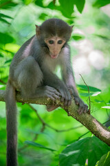 The baby wild Formosan rock macaque (Macaca cyclopis) in Shoushan (Kaohsiung). It is a macaque endemic to the island of Taiwan, Besides humans, they are the only native primates living in Taiwan.