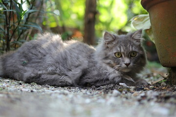 A serene gray cat with fluffy fur rests on a gravel path beside a plant pot, blending with nature’s calm.