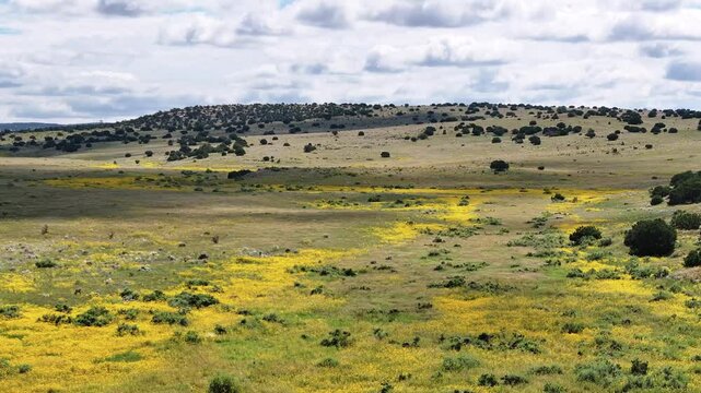 Aerial lapse over eastern New Mexico wildflowers