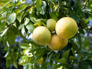 果樹園のブンタン