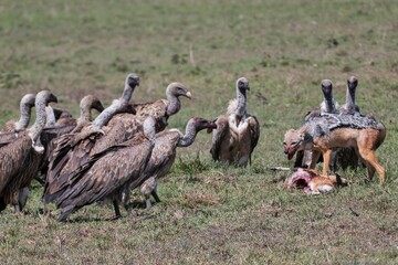Jackal surrounded by vultures who want to steal his food