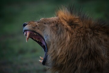 portrait of a lion yawning 