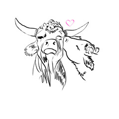 A cow kisses a bull. Romantic animals. Love between farm animals