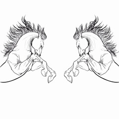 Horses are black and white. Image of wild horses