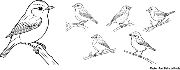 Willow Warbler hand drawing coloring page and outline vector design © Golokapati 1