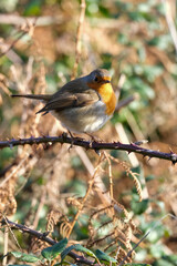 Robin on a branch