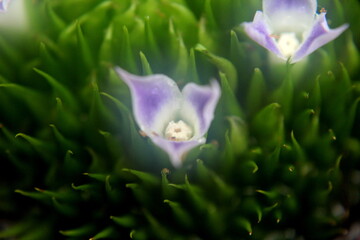 flower in the morning