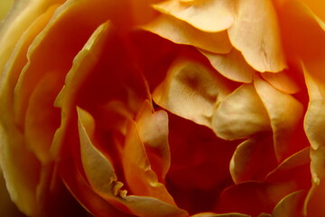 yellow rose petals