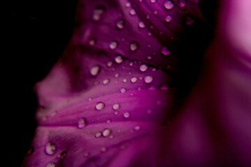 pink flower with water drops
