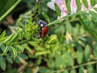 common basil delights with its colorful flowers on colorful meadows. It shimmers with blue colors in the reed grass above the blue sky of the steppe region