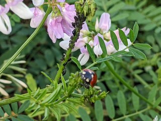 common basil delights with its colorful flowers on colorful meadows. It shimmers with blue colors in the reed grass above the blue sky of the steppe region