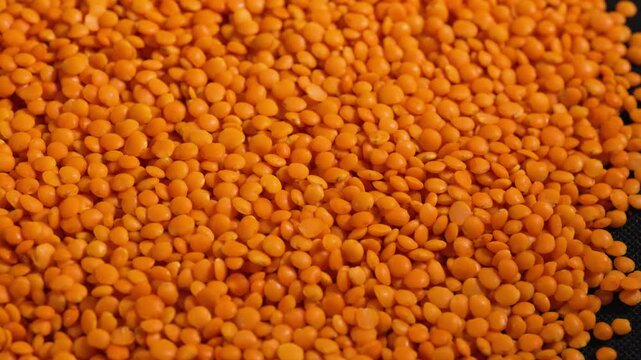 Red lentils texture background. Dry orange lentil grains pattern, dal wallpaper, raw daal, dhal, masoor, Lens culinaris or Lens esculenta flat lay and top view