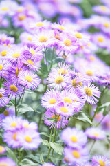 Nature background with spring flowers. Selective and soft focus. Close up.