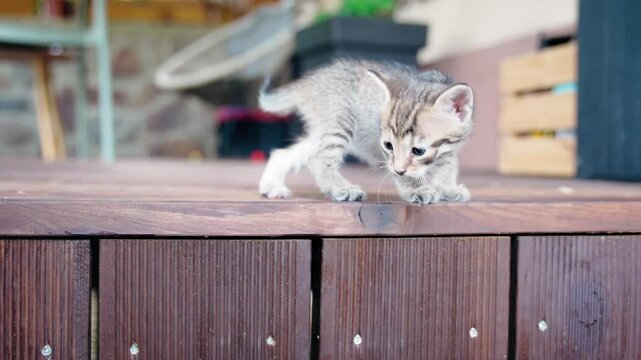 Cute clumsy kitten taking its first steps