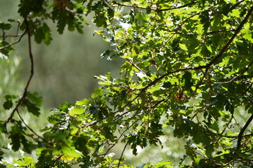 tranquil green leaves background tranquil wallpaper of tuscan foliage italy