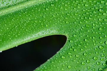 Water drops on a green leaf of a monstera. Macro photography