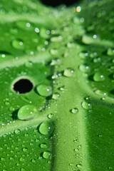 Water drops on a green leaf of a monstera. Macro photography