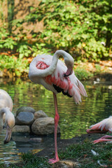 Flaming czyszczący swoje pi&oacute;a