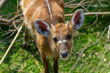 Sitatunga - młody, afrykański antylopowaty