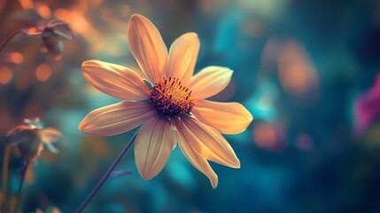 Fototapeta premium pictures of beautiful and beautiful blooming flowers