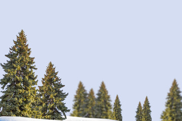 Landscape. Frozen winter forest with snow covered trees.
