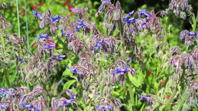 Bees and bumblebees foraging and collecting pollen on borage flowers in summer, pollinating in wild nature - four fading sequences, seamless looping.