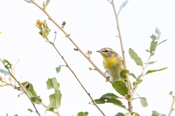 A blackburnian warbler (Setophaga fusca) in fall plumage migrating through southwest Florida in late summer