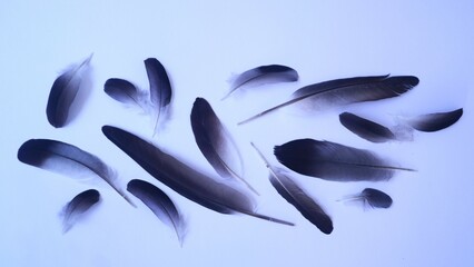 Various bird feather isolated white background, copy space